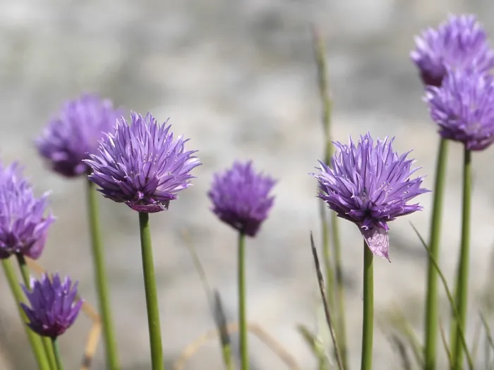 Gerahmter Druck : Knoblauchblüten Gerahmter Druck : Knoblauchblüten