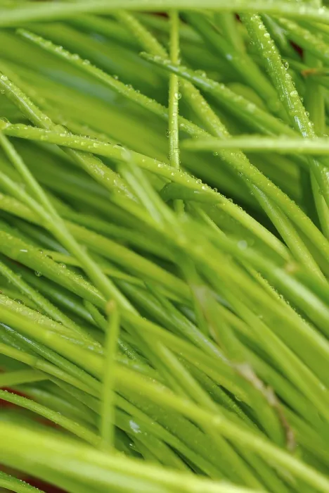 Gerahmter Druck : Chives Gerahmter Druck : Chives