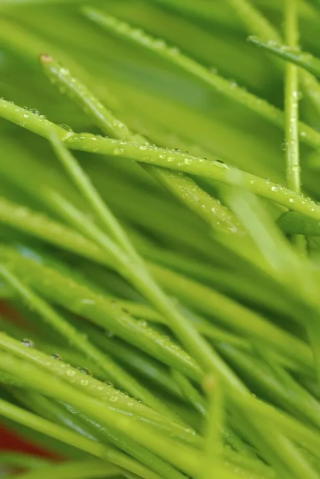 Gerahmter Druck : Chives Gerahmter Druck : Chives