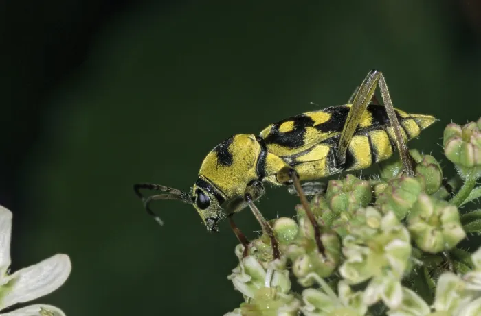 Gerahmter Druck : Chlorophorus varius, variable Rammram Gerahmter Druck : Chlorophorus varius, variable Rammram
