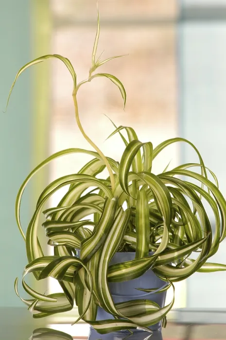 Gerahmter Druck : Chlorophytum Gerahmter Druck : Chlorophytum