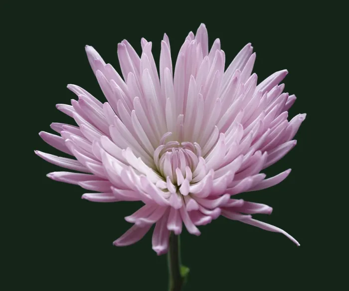 Gerahmter Druck : Chrysanth, Chrysantheme Gerahmter Druck : Chrysanth, Chrysantheme