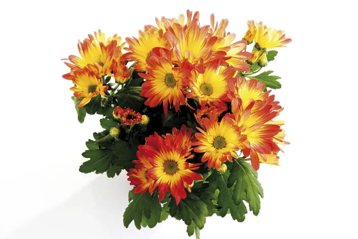 Gerahmter Druck : Chrysanthemum (Chrysanthemum) Gerahmter Druck : Chrysanthemum (Chrysanthemum)