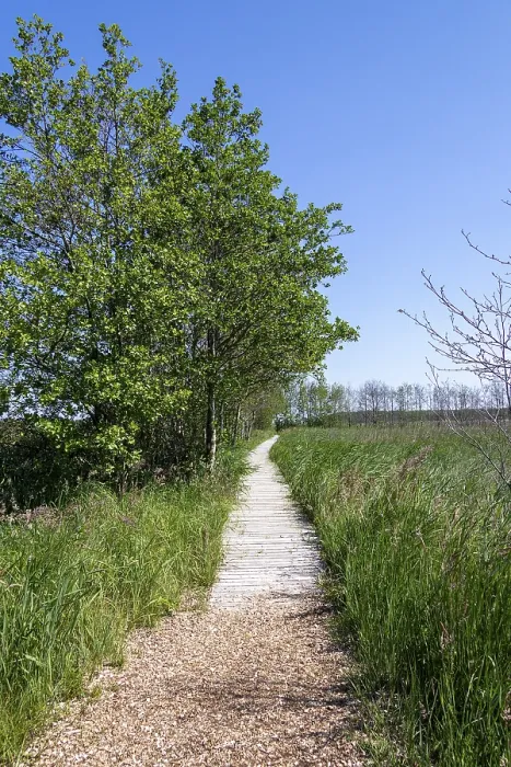 Gerahmter Druck : Rundwanderweg, Bäume, Gras. Gerahmter Druck : Rundwanderweg, Bäume, Gras.