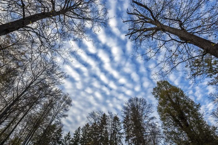 Gerahmter Druck : Cirrocumuli (Cirrocumulus) über Baumwipfeln. Gerahmter Druck : Cirrocumuli (Cirrocumulus) über Baumwipfeln.