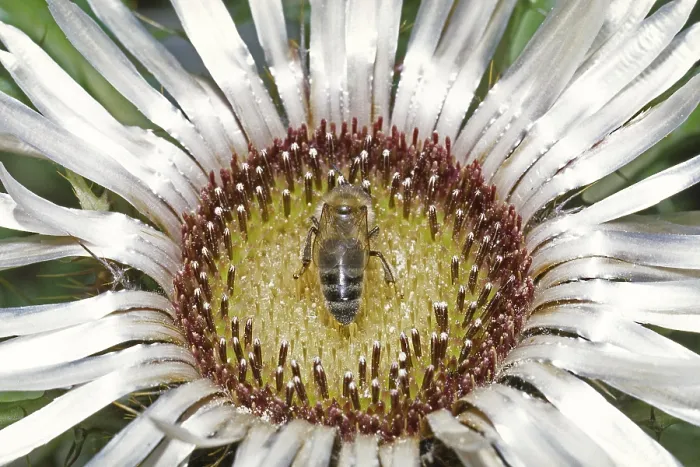 Gerahmter Druck : Cirsium acaulis, stielloser Eberwurzel. Gerahmter Druck : Cirsium acaulis, stielloser Eberwurzel.