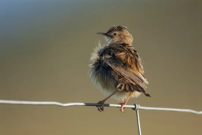 Gerahmter Druck : Sumpfsänger, Cisticola juncidis Gerahmter Druck : Sumpfsänger, Cisticola juncidis