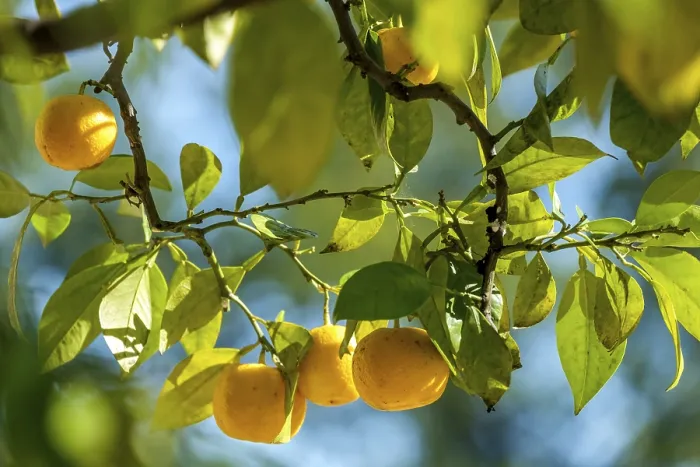 Gerahmter Druck : Zitrusfrucht Gerahmter Druck : Zitrusfrucht