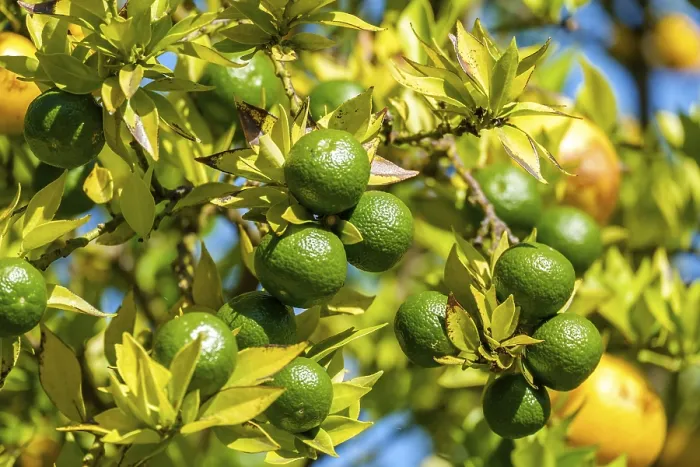 Gerahmter Druck : Zitrusfrucht Gerahmter Druck : Zitrusfrucht