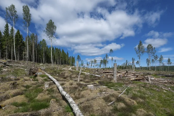 Gerahmter Druck : Gelöschter Wald, Forstwirtschaft, Holzhandel.