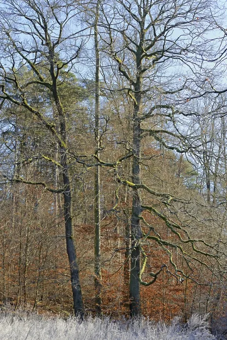 Gerahmter Druck : Eichenholz (Quercus) - Waldschneise Gerahmter Druck : Eichenholz (Quercus) - Waldschneise