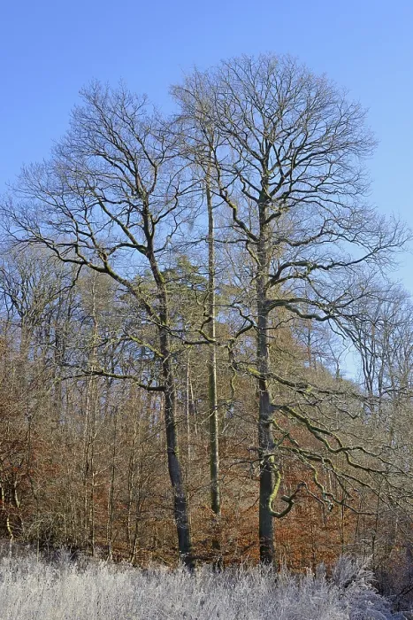 Gerahmter Druck : Eichenholzklarung (Quercus) Gerahmter Druck : Eichenholzklarung (Quercus)