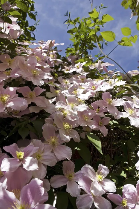 Gerahmter Druck : Clematis (Clematis) Gerahmter Druck : Clematis (Clematis)