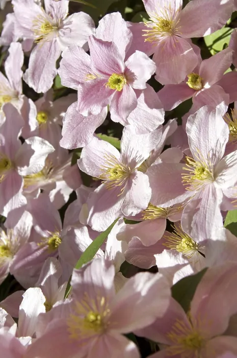 Gerahmter Druck : Klematis (Clematis) Gerahmter Druck : Klematis (Clematis)