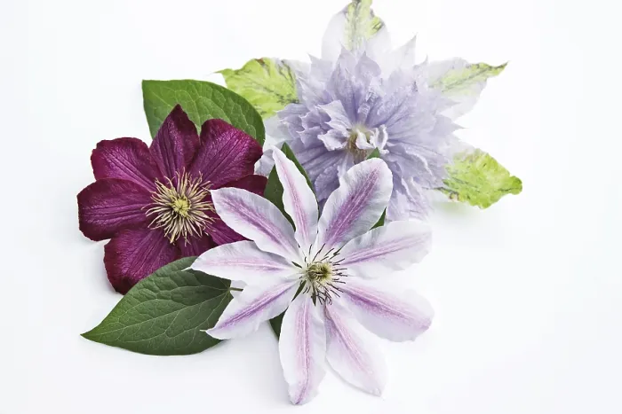 Gerahmter Druck : Clematis (Clematis) Sorten Gerahmter Druck : Clematis (Clematis) Sorten
