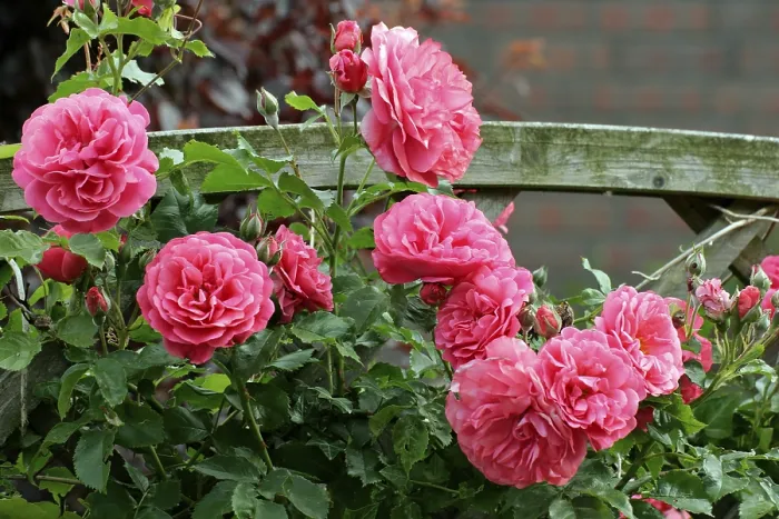 Gerahmter Druck : Kletterrose (Rosa) Gerahmter Druck : Kletterrose (Rosa)