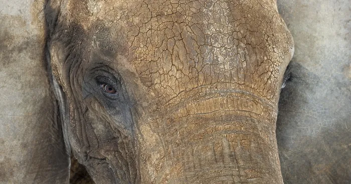 Gerahmter Druck : Afrikanischer Elefant in der Nähe Gerahmter Druck : Afrikanischer Elefant in der Nähe