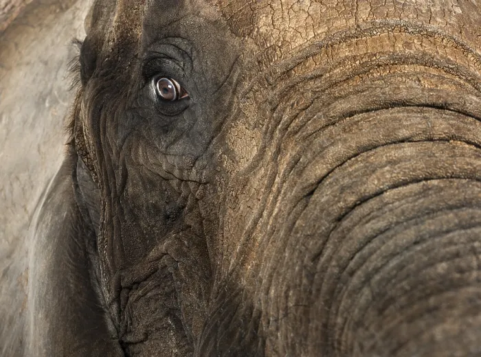 Gerahmter Druck : Ein Afrikanischer Elefant in der Nähe Gerahmter Druck : Ein Afrikanischer Elefant in der Nähe