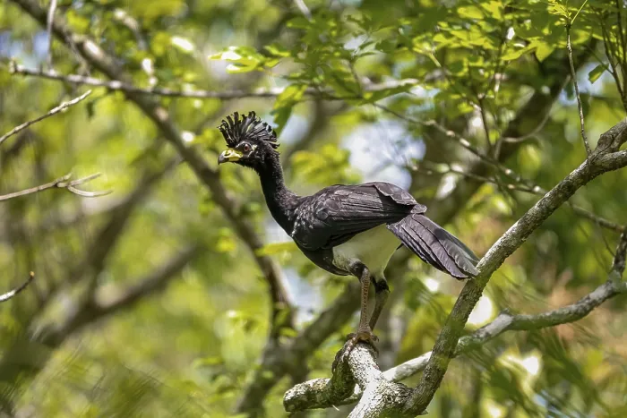 Gerahmter Druck : Nahaufnahme eines Nacktkopf-Kurassows, der in einem Baum sitzt. Gerahmter Druck : Nahaufnahme eines Nacktkopf-Kurassows, der in einem Baum sitzt.