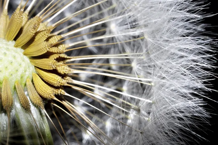 Gerahmter Druck : Ein Portrait einer Gänseblume. Gerahmter Druck : Ein Portrait einer Gänseblume.