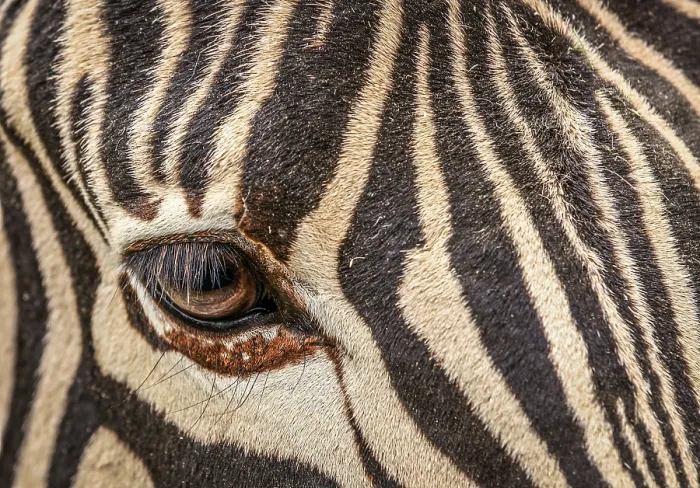 Gerahmter Druck : Nahaufnahme des Auges einer Zebra. Gerahmter Druck : Nahaufnahme des Auges einer Zebra.