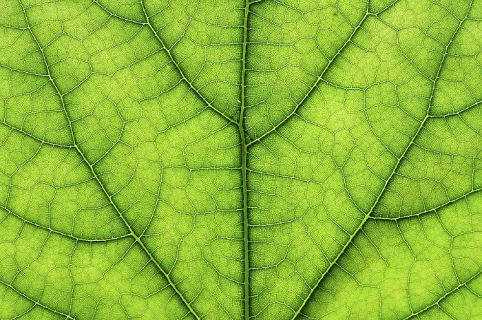 Gerahmter Druck : Detailliertes Nahbild des Baumes, grüner Blatt Makro. Gerahmter Druck : Detailliertes Nahbild des Baumes, grüner Blatt Makro.