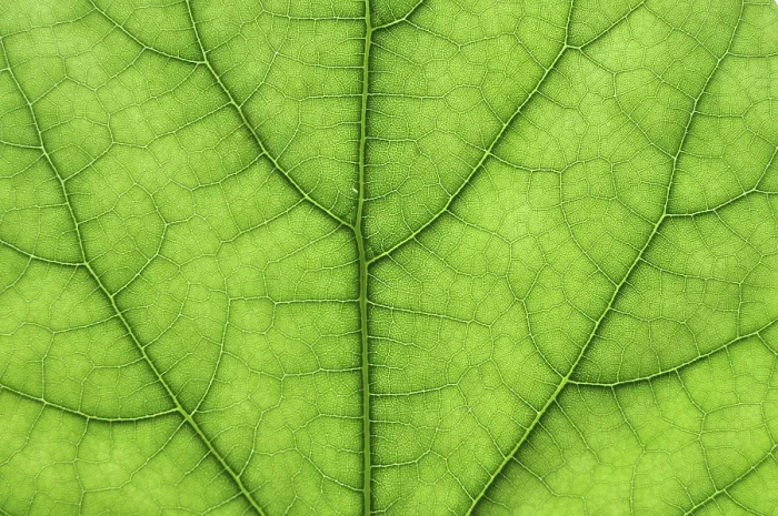 Gerahmter Druck : Detailliertes Nahbild eines Baumes, grüner Blatt Makro. Gerahmter Druck : Detailliertes Nahbild eines Baumes, grüner Blatt Makro.