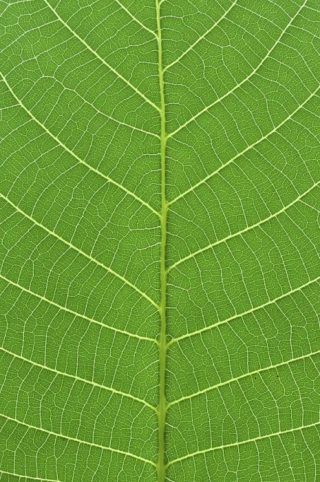 Gerahmter Druck : Detailliertes Nahbild eines Baumes, grüner Blatt Makro.