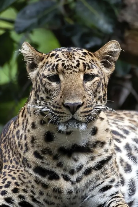 Gerahmter Druck : Nahaufnahme eines Java-Leoparden aus dunkler Stelle. Gerahmter Druck : Nahaufnahme eines Java-Leoparden aus dunkler Stelle.