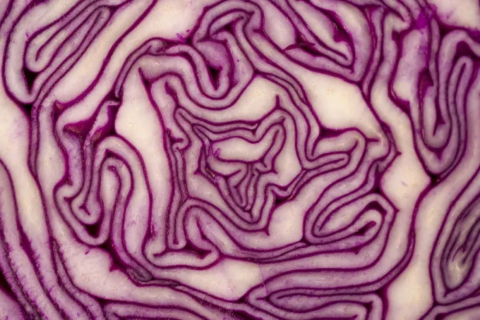 Gerahmter Druck : Ein Nahansicht von Rotkohl. Gerahmter Druck : Ein Nahansicht von Rotkohl.