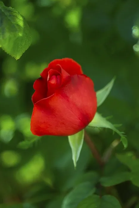 Gerahmter Druck : Blühende rote Rose. Gerahmter Druck : Blühende rote Rose.