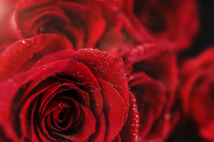 Gerahmter Druck : Nahaufnahme einer roten Rose mit Wassertropfen. Gerahmter Druck : Nahaufnahme einer roten Rose mit Wassertropfen.