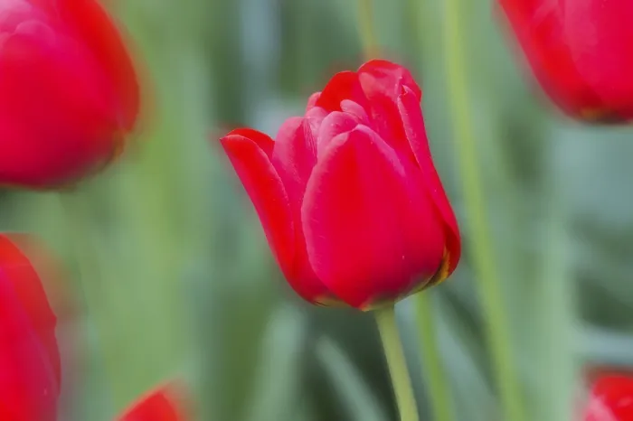 Gerahmter Druck : Nahansicht einer blühenden roten Tulpe.