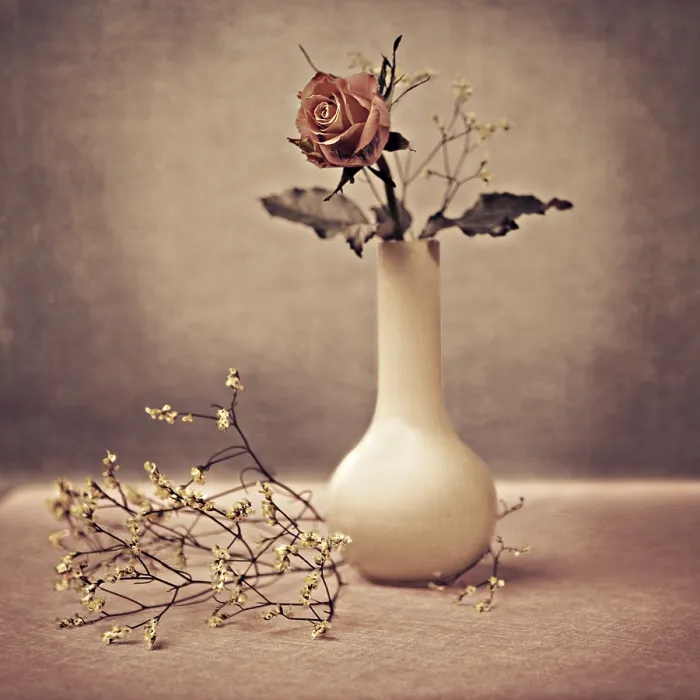 Gerahmter Druck : Nahaufnahme einer Rose in der Vase. Gerahmter Druck : Nahaufnahme einer Rose in der Vase.