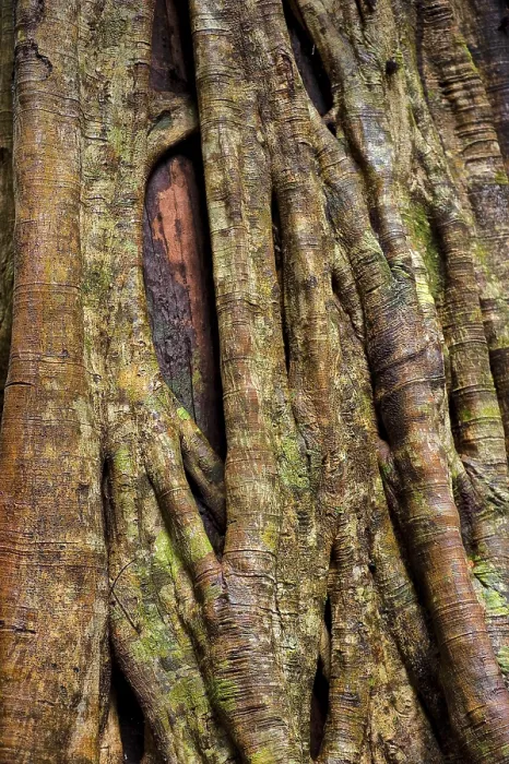 Gerahmter Druck : Nahaufnahme eines Stranglersficus, Baum. Gerahmter Druck : Nahaufnahme eines Stranglersficus, Baum.