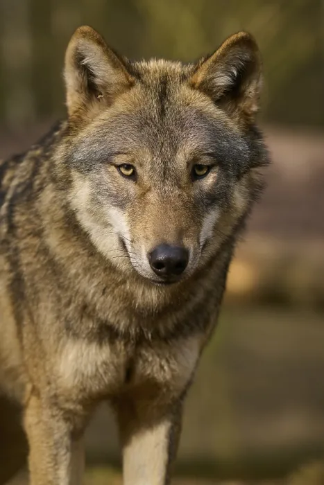 Gerahmter Druck : Ein Nahschuss eines wachsam Wolfes im Wald. Gerahmter Druck : Ein Nahschuss eines wachsam Wolfes im Wald.