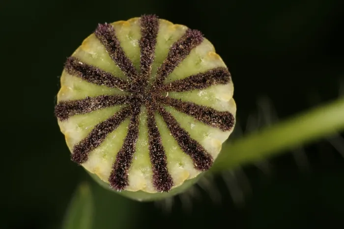 Gerahmter Druck : Nahansicht einer Blüte. Gerahmter Druck : Nahansicht einer Blüte.