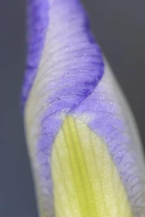 Gerahmter Druck : Blauer Iris in einem Gartengarten im Frühling Gerahmter Druck : Blauer Iris in einem Gartengarten im Frühling
