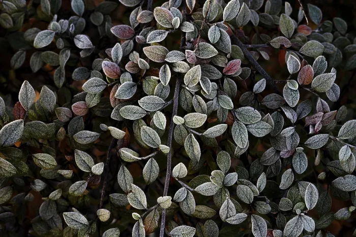 Gerahmter Druck : Nahansicht von Cotoneasterblättern. Gerahmter Druck : Nahansicht von Cotoneasterblättern.