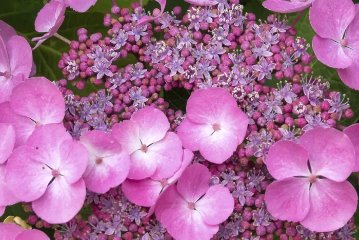Gerahmter Druck : Nahansicht einer Berg-Hydrangea (Hydrangea serrata). Gerahmter Druck : Nahansicht einer Berg-Hydrangea (Hydrangea serrata).