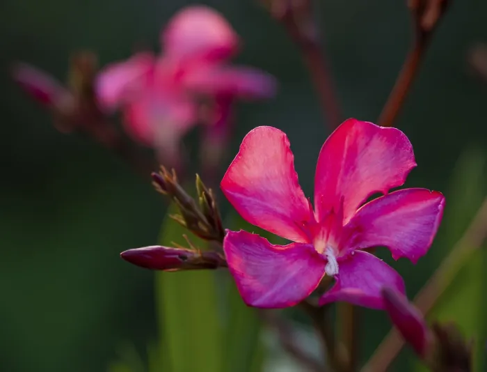 Gerahmter Druck : Nahaufnahme einer Oleanderblüte. Gerahmter Druck : Nahaufnahme einer Oleanderblüte.