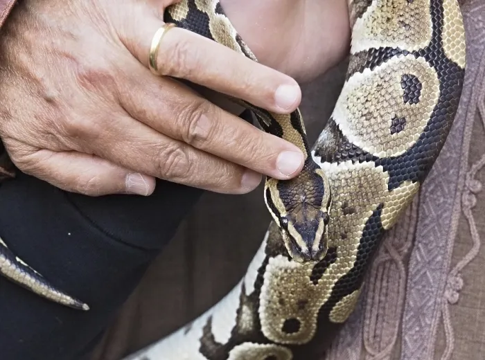 Gerahmter Druck : Nahaufnahme eines Python-Schlangen, die gehalten wird. Gerahmter Druck : Nahaufnahme eines Python-Schlangen, die gehalten wird.