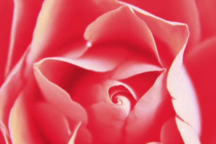 Gerahmter Druck : Nahaufnahme einer roten Rose. Gerahmter Druck : Nahaufnahme einer roten Rose.