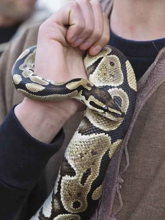 Gerahmter Druck : Ein Python wickelt sich um den Arm seines Halters Gerahmter Druck : Ein Python wickelt sich um den Arm seines Halters
