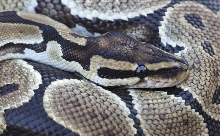Gerahmter Druck : Kopfnah am Königspyton, auch bekannt als Ballpython Gerahmter Druck : Kopfnah am Königspyton, auch bekannt als Ballpython