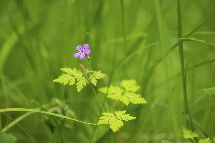 Gerahmter Druck : Nahansicht, Ruprechtskraut (Geranium robertianum). Gerahmter Druck : Nahansicht, Ruprechtskraut (Geranium robertianum).