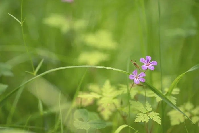Gerahmter Druck : Nahansicht, Ruprechtskraut (Geranium robertianum). Gerahmter Druck : Nahansicht, Ruprechtskraut (Geranium robertianum).