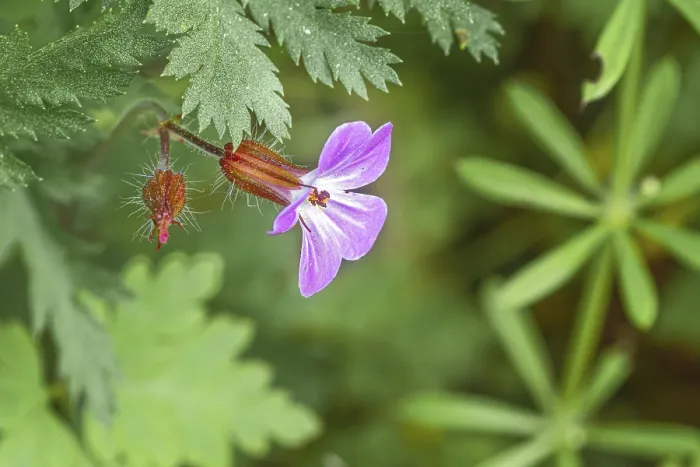 Gerahmter Druck : Nahansicht, Ruprechtskraut (Geranium robertianum). Gerahmter Druck : Nahansicht, Ruprechtskraut (Geranium robertianum).