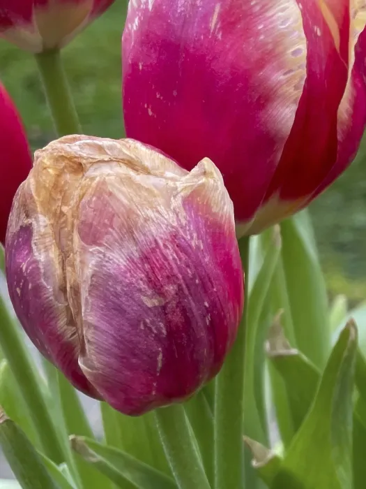 Gerahmter Druck : Nahaufnahme einer einzelnen Tulpenblüte. Gerahmter Druck : Nahaufnahme einer einzelnen Tulpenblüte.