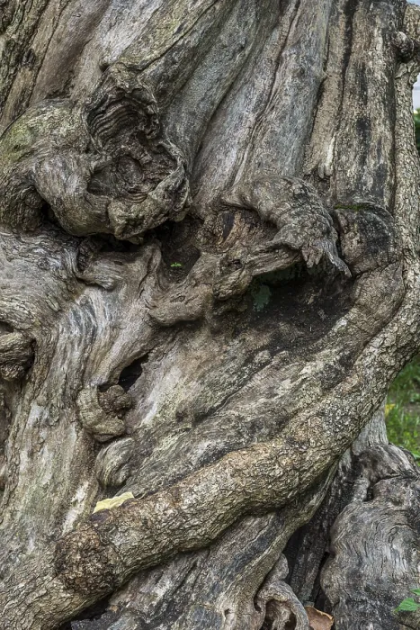Gerahmter Druck : Nahaufnahme eines Baumwurzels, Baum. Gerahmter Druck : Nahaufnahme eines Baumwurzels, Baum.